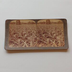 ANTIQUE Stereograph Card Florida Pineapples 1895 Underwood and Underwood